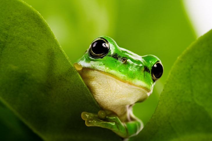 short inspirational story: the group of frogs